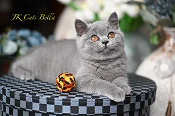 litterb (18) copy